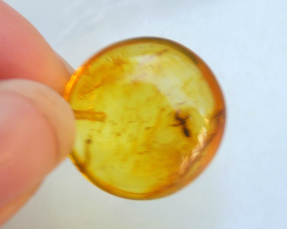 Baltic Amber Pendant with Fossil Insect Round Natural Untreated 1.26" 2.7 gram