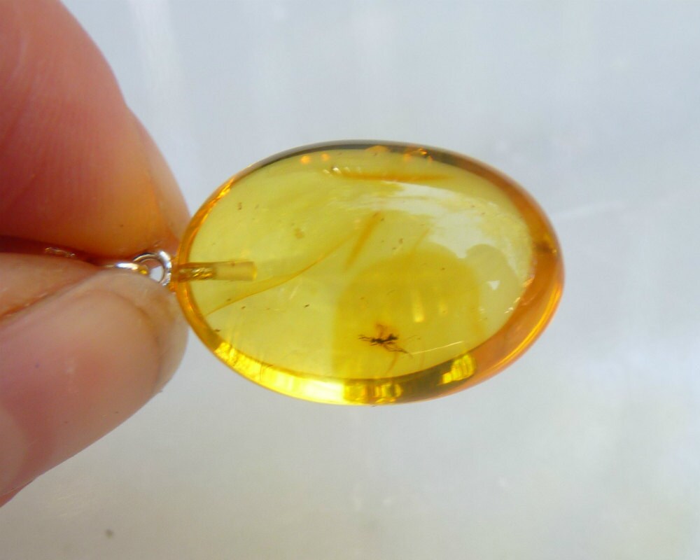 Baltic Amber Pendant with Fossil Insect Egg Shape Natural Untreated Honey Unisex 1.57" 4.3 gram