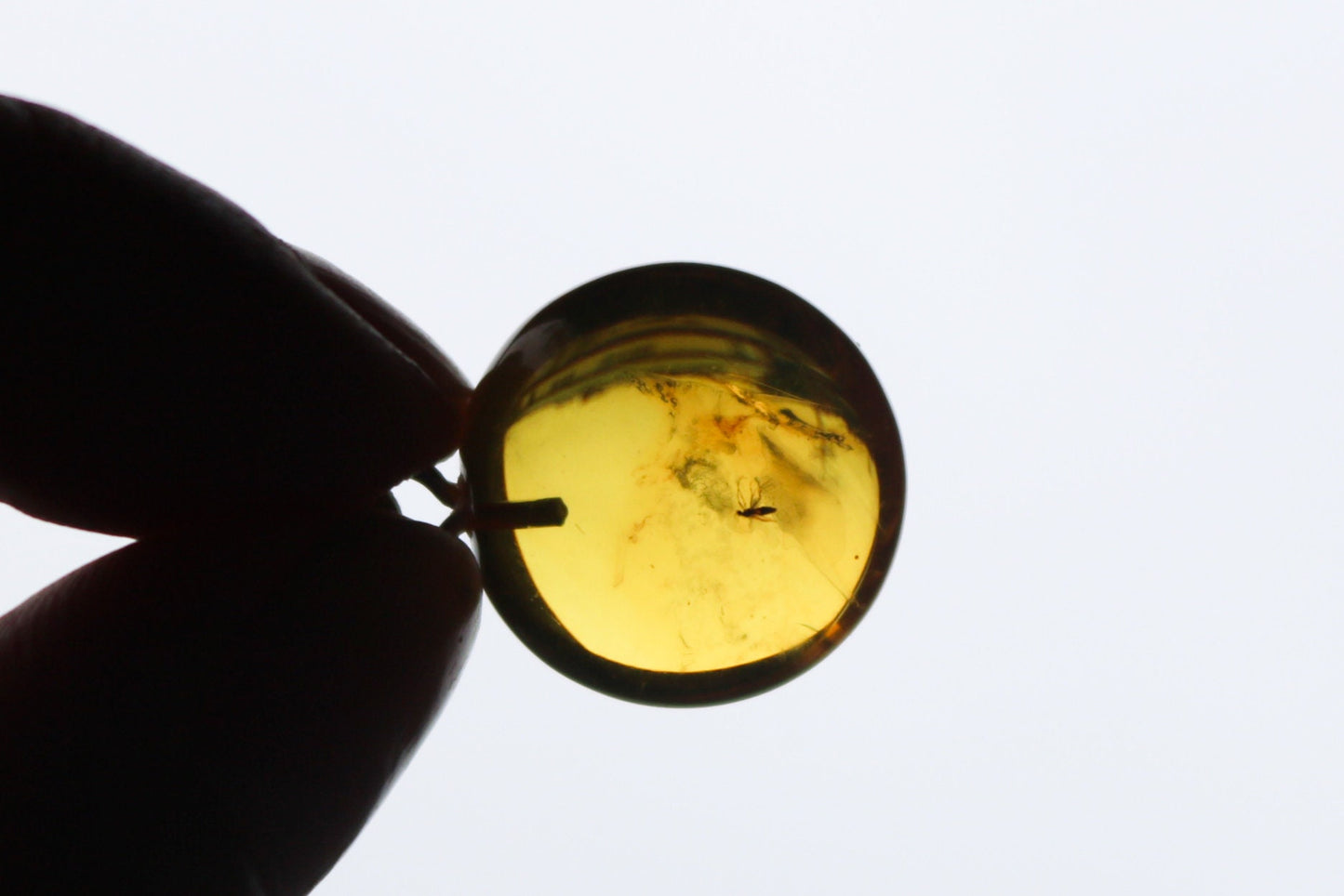 Baltic Amber Pendant Fossil Insect Round Natural Honey Unisex Jewelry 1.16" 2.8 gram 925 silver