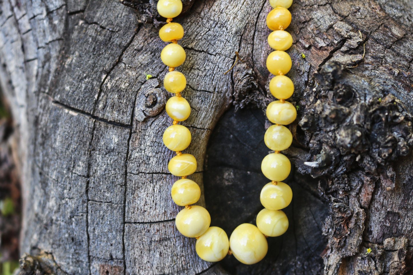 Baltic Amber Butterscotch Necklace Baroque Beads Round Natural Untreated Milky 16.9″ 14.6 gram