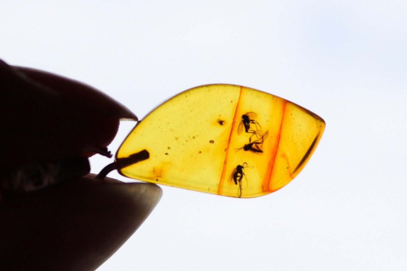 Baltic Amber Fossil Insect Pendant Natural Untreated Unisex Jewelry 1.32" 2 gram 925 Silver