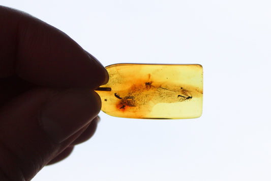 Baltic Amber Pendant Fossil Insect Natural Honey Untreated 1.74" 2.9 gram