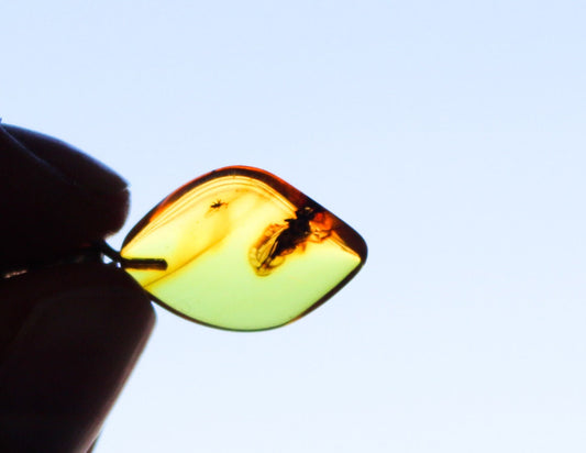 Baltic Amber Pendant Fossil Insect Natural Untreated Honey 1.22" 1.5 gram 925 Silver