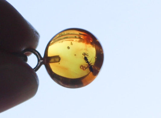 Baltic Amber Pendant Fossil Insect Ant Round Natural Honey Unisex Jewelry 0.9" 1.4 gram 925 silver