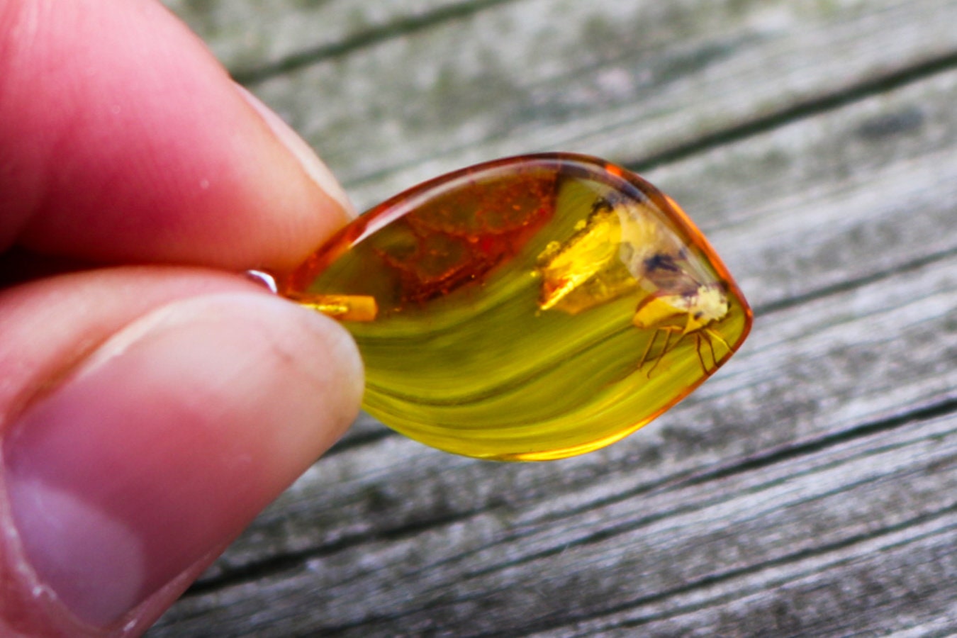 Baltic Amber Pendant Fossil Insect Fly Natural Untreated Unisex 1.33" 1.6 gram