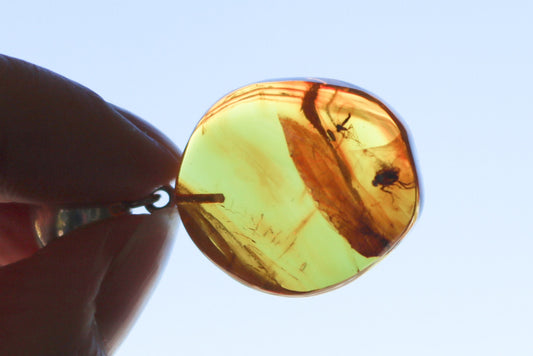 Baltic Amber Pendant Fossil Insects Mosquito Fly Natural Honey Untreated 1.6" 5.9 gram